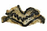 Mammoth Molar Slice With Case - South Carolina #106424-1
